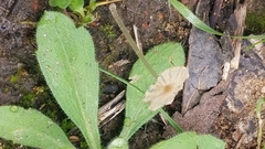 Narcissea