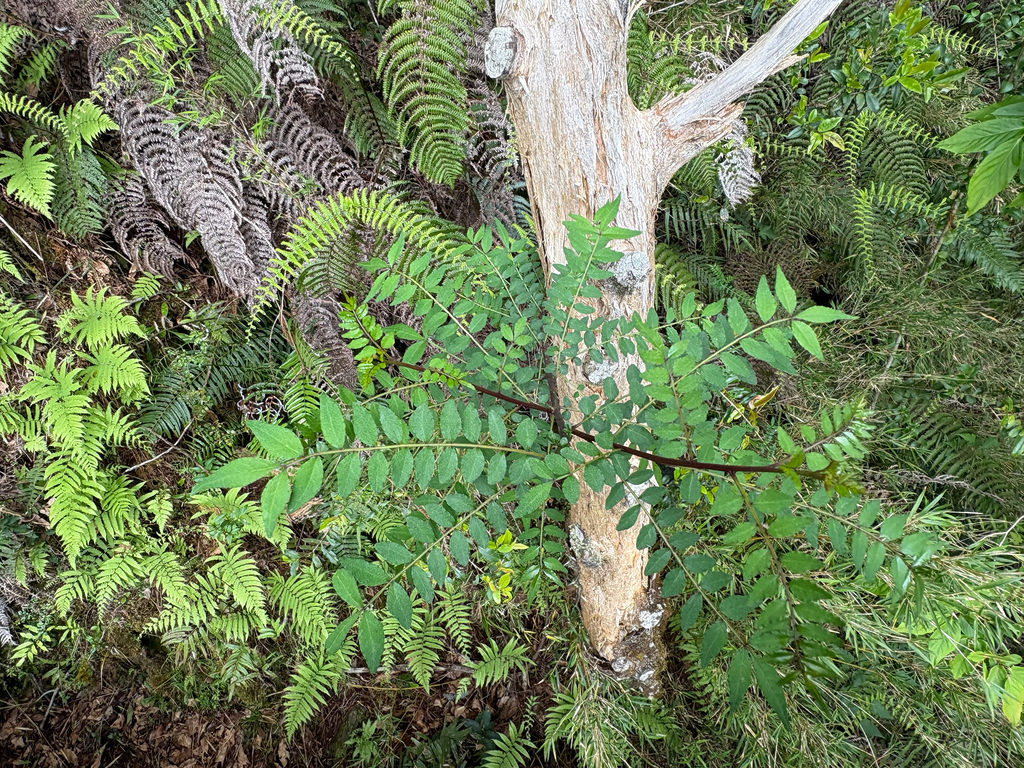 Zanthoxylum schinifolium; photograph (c) 黃美滿, some rights reserved (CC BY)