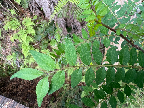 Zanthoxylum schinifolium, photograph 1