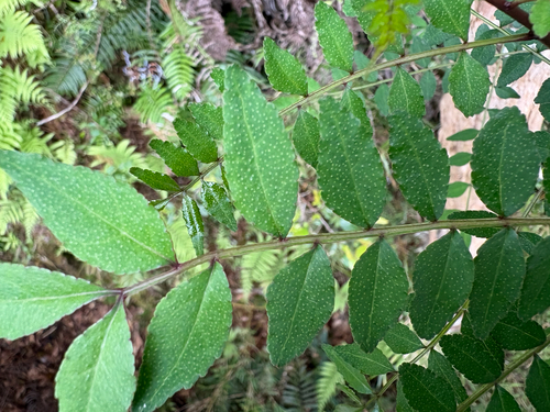 Zanthoxylum schinifolium, photograph 2