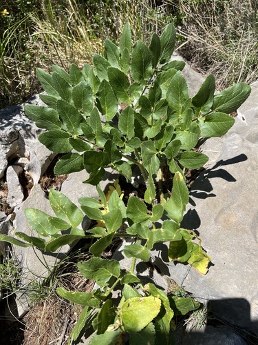 Opopanax chironium, photograph 2