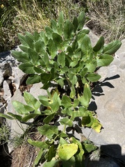 Opopanax chironium, photograph author not stated, no rights reserved