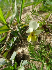 Viola arvensis
