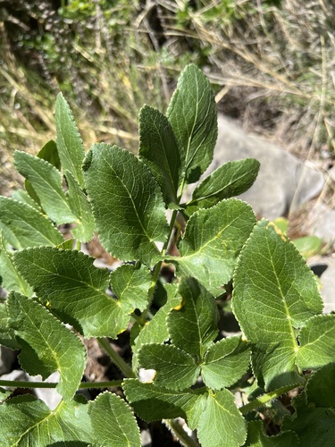 Opopanax chironium, photograph 3