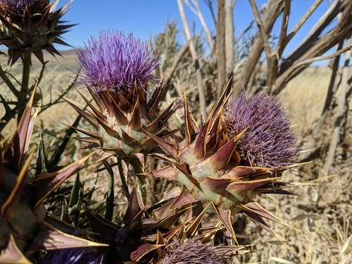 Artichoke Thistle