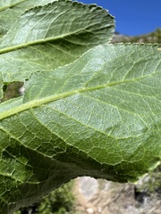Opopanax chironium, photograph author not stated, no rights reserved
