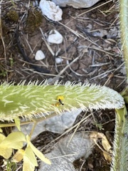 Opopanax chironium, photograph author not stated, no rights reserved