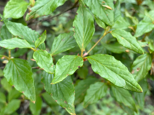 Rhododendron mariesii