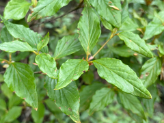 Rhododendron mariesii