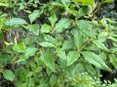 Rhododendron mariesii, photograph (c) 黃美滿, some rights reserved (CC BY)