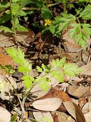 Torilis arvensis arvensis