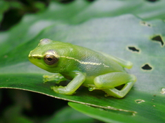 Hyperolius igbettensis