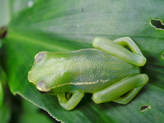 Hyperolius igbettensis