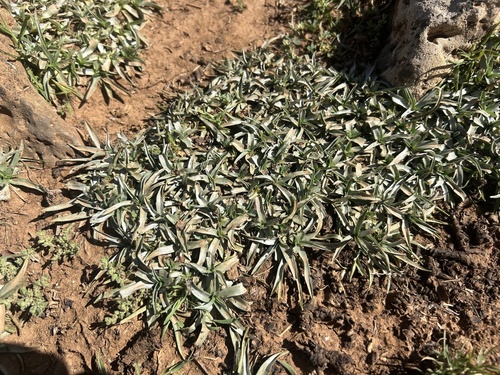 Gelasia caespitosa