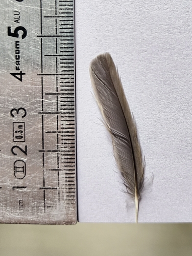 Plume de Fauvette à tête noire