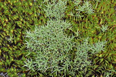 Phylloscirpus deserticola