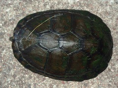 Kinosternon hirtipes murrayi