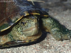 Kinosternon hirtipes murrayi