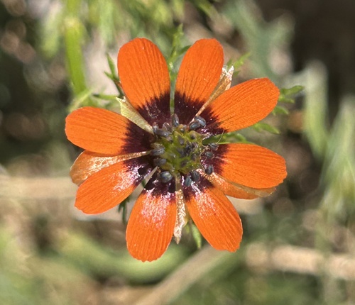 Summer Pheasant's-eye