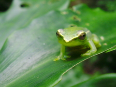 Hyperolius igbettensis