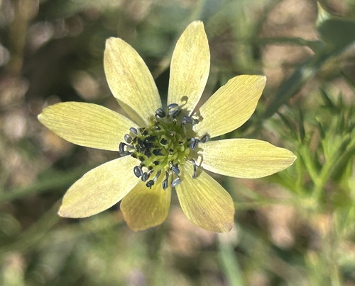 Yellow Pheasant's-eye