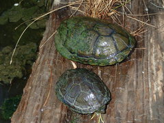 Kinosternon hirtipes murrayi