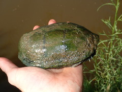 Kinosternon hirtipes murrayi