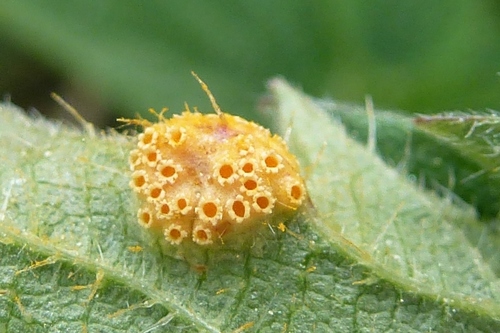 Nettle Clustercup Rust fungus