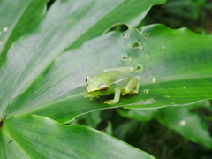 Hyperolius igbettensis