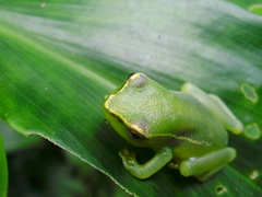 Hyperolius igbettensis