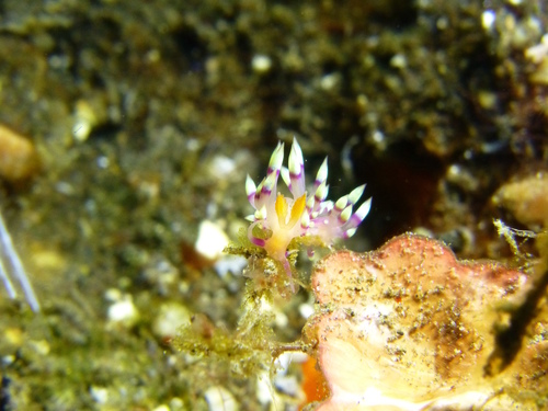 Desirable Flabellina (Coryphellina exoptata)
