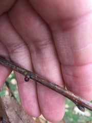 Neuroterus vesicula