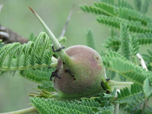 彭氏细长蚁Tetraponera penzigi