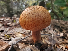 Gymnopilus thiersii