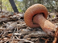 Gymnopilus thiersii