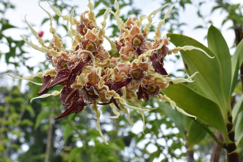 Dendrobium spectabile observed 2025-12-05