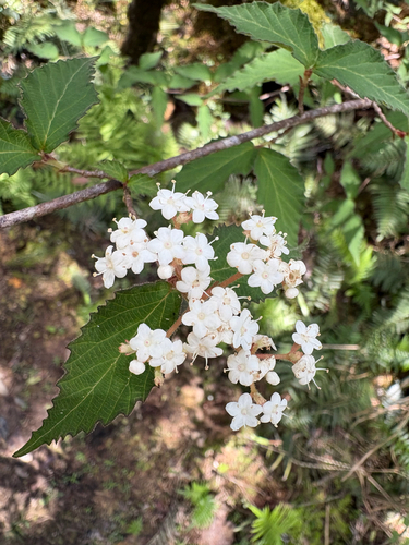 Viburnum foetidum, photograph 2