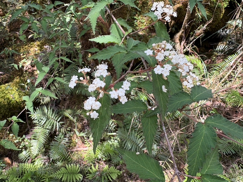 Viburnum foetidum, photograph 5