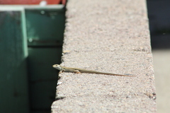 Podarcis siculus siculus