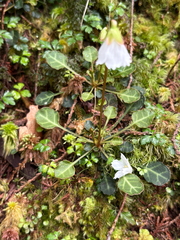 Shortia rotundifolia, photograph (c) 黃美滿, some rights reserved (CC BY)