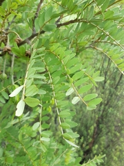 Sophora tetraptera