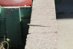 Podarcis siculus siculus