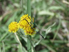 Hypocrites claviger laevipes