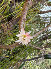Illicium anisatum, photograph (c) 黃美滿, some rights reserved (CC BY)
