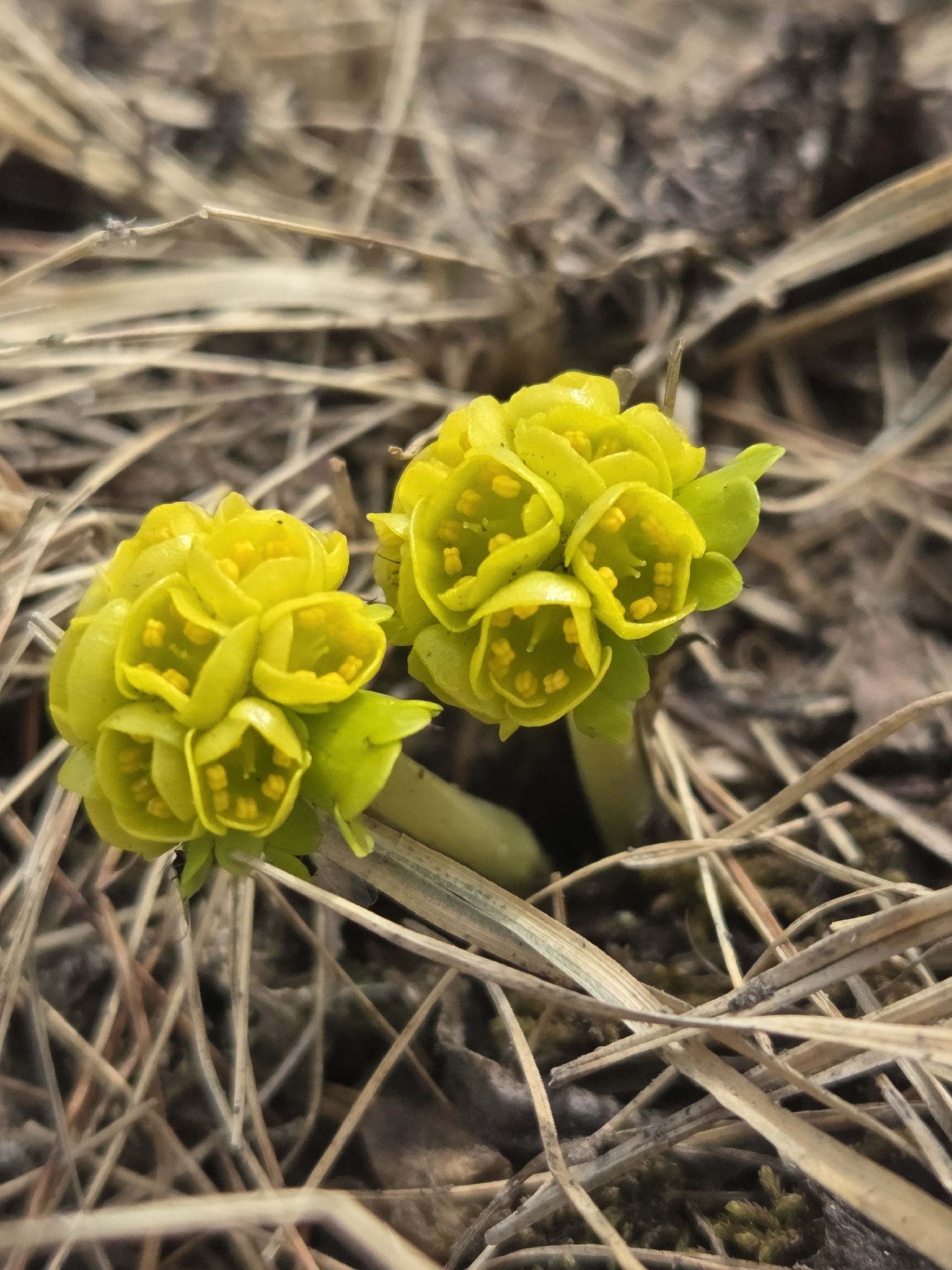 Imagem de Chrysosplenium nudicaule