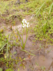 Sagittaria