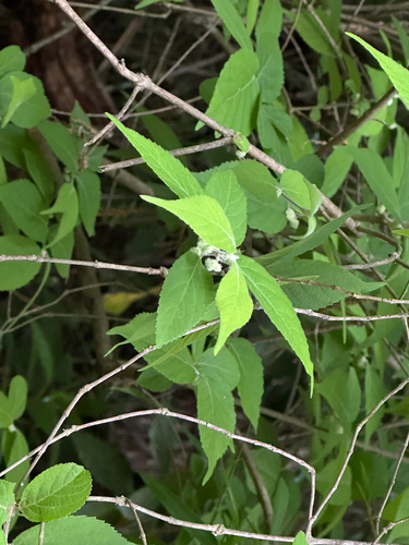 Callicarpa mollis observed 2026-05-02