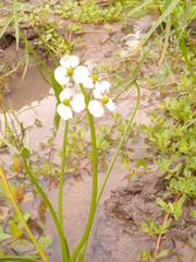 Sagittaria