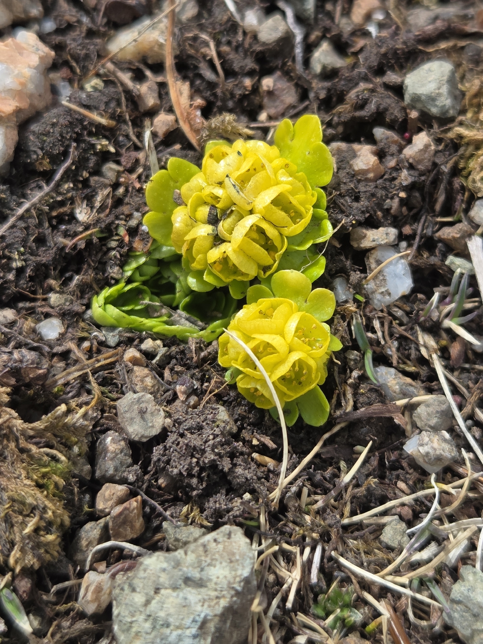 Imagem de Chrysosplenium nudicaule