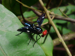 Clitodoca fenestralis
